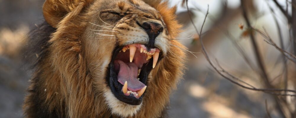 african lion portrait warm light