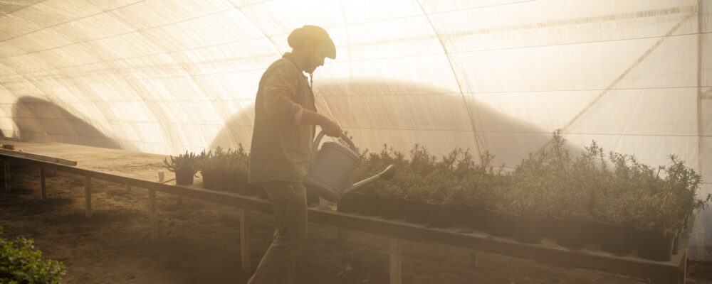 male farmer watering plant crops his farm